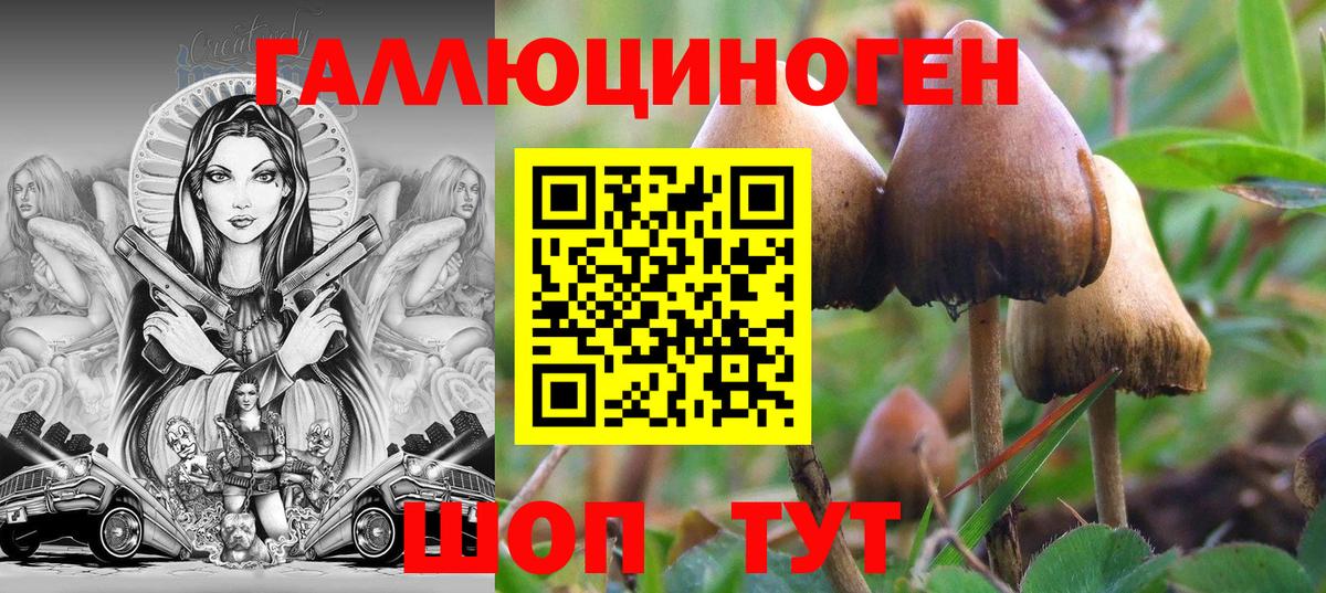 Чапаевск  Галлюциногенные грибы Psilocybine cubensis  Вход с VPN 